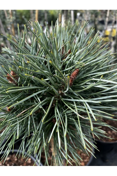Pinus Chantry Blue посадка